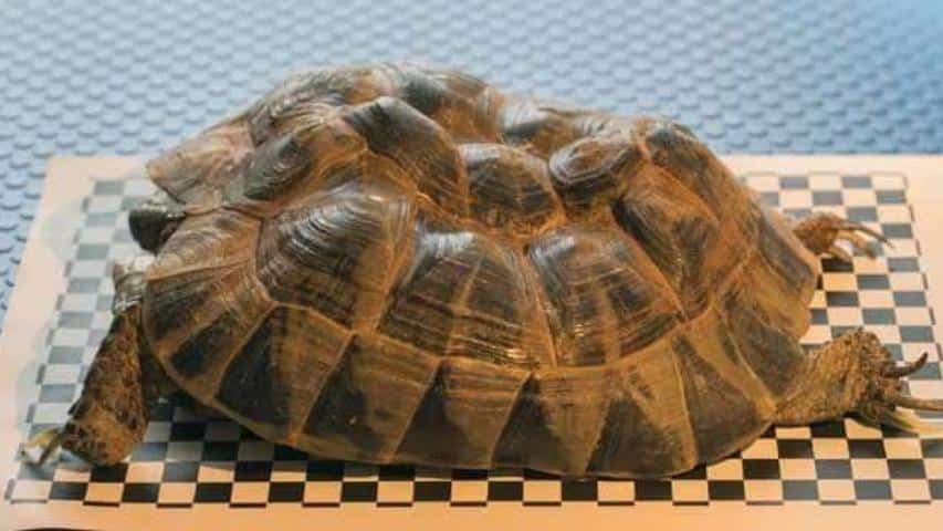 Höckerbildung bei Schildkröten - Maurische Landschildkröte (Testudo graeca)