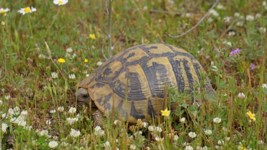 Griechische Landschildkröten im natürlichen Habitat in Griechenland