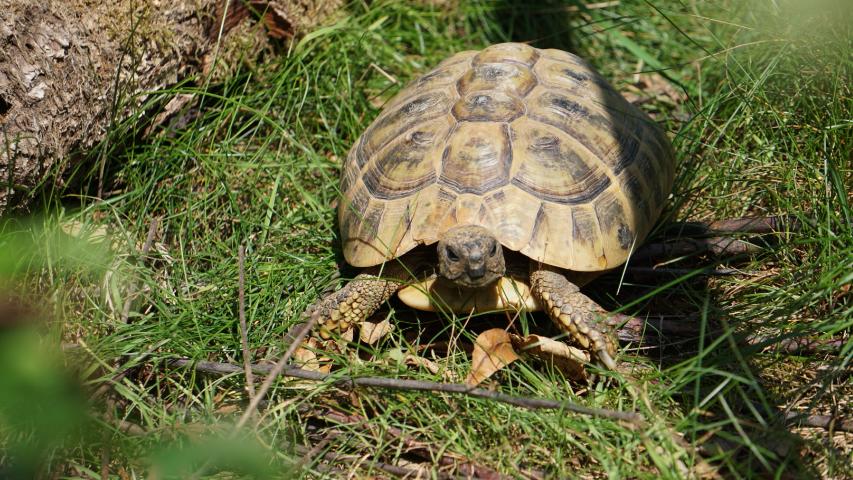 Unsere Nelli - Griechische Landschildkröte (Testudo hermanni boettgeri)