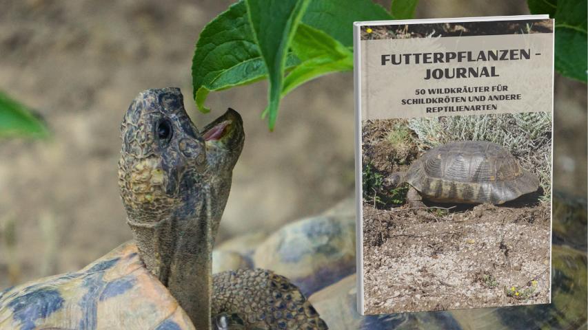 Futterpflanzen - Journal: 50 Wildkräuter für Schildkröten und andere Reptilienarten