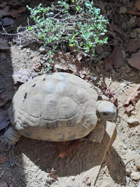 Posthibernale Anorexie-Arbeiten im und am Schildkrötengehege-Monat März