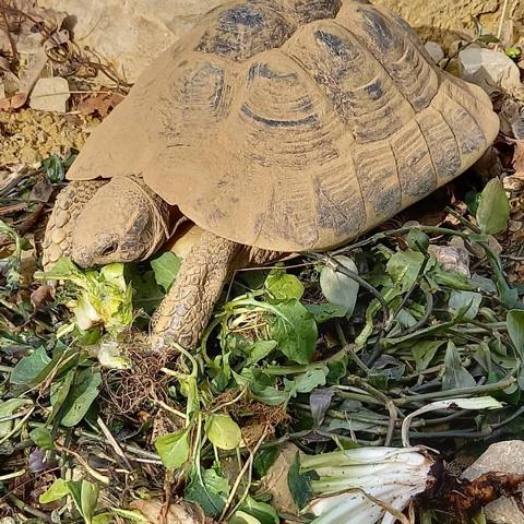 Posthibernale Anorexie-Arbeiten im und am Schildkrötengehege-Monat März