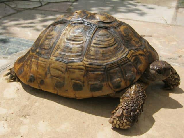 Weibchen griechische Landschildkröte