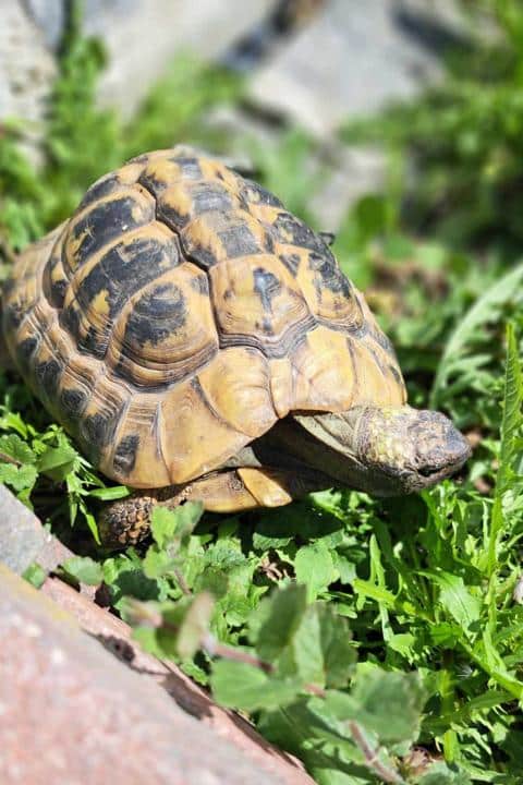 Legenot bei Landschildkröten