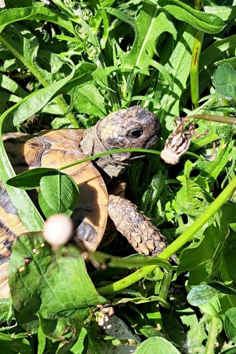 Legenot bei Landschildkröten