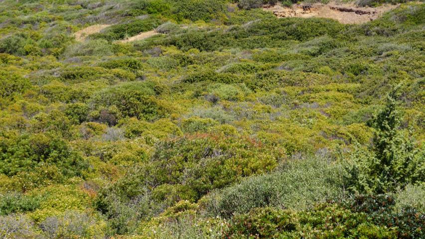 Sardinien und europäische Landschildkröten