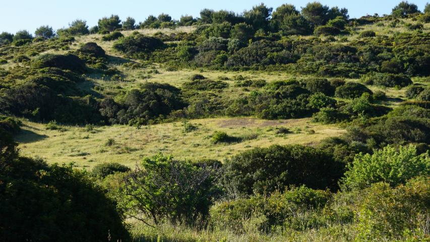 Sardinien und europäische Landschildkröten