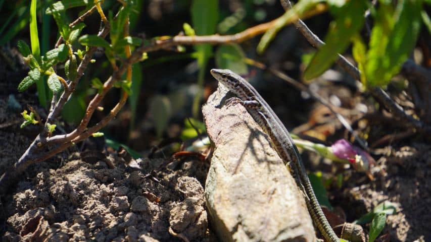 Schildkröten auf Sardinien