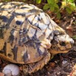 Schildkröten auf Sardinien
