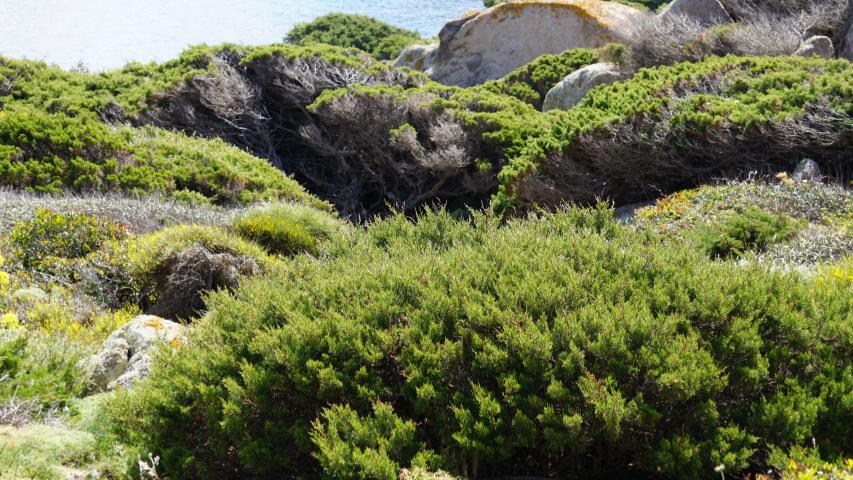 Sardinien - -Nordküste