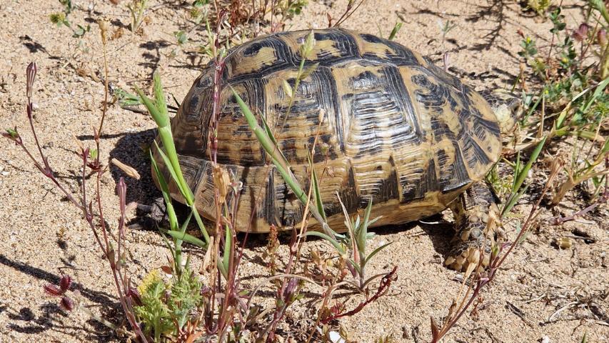 Schildkrötenhabitat auf Sardinien