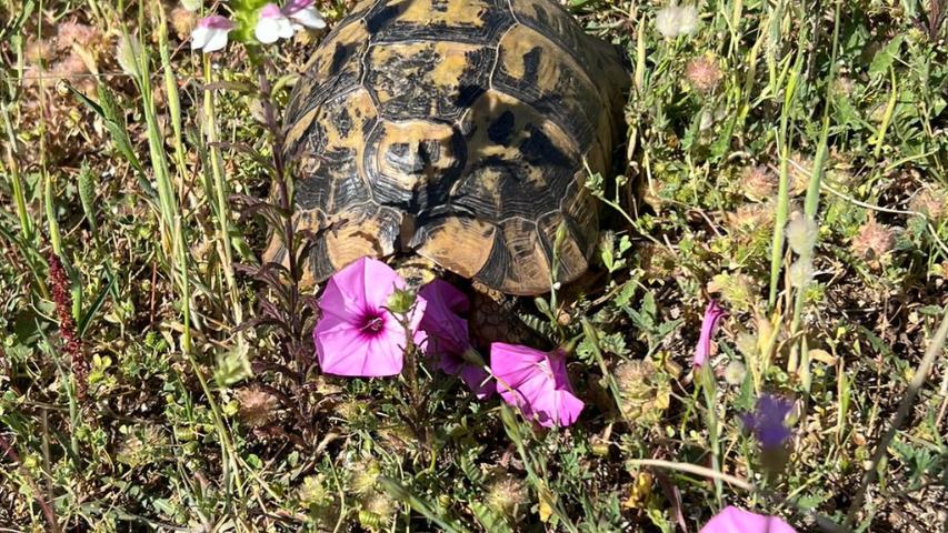 Schildkrötenhabitat auf Sardinien