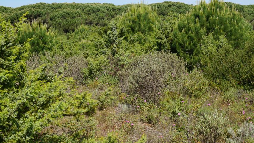 Schildkrötenhabitat auf Sardinien