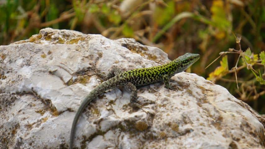 Schildkrötenhabitat auf Sardinien